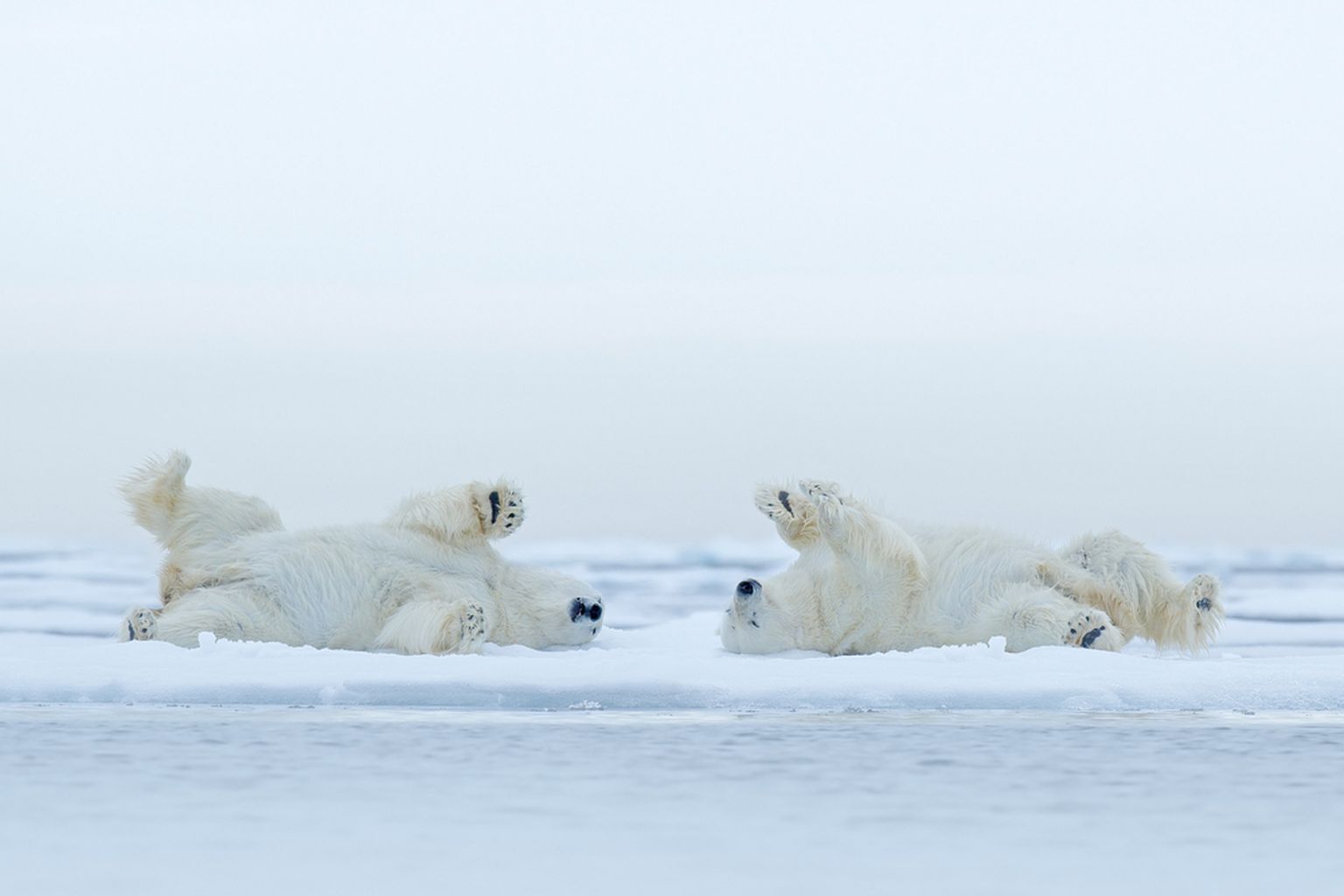 Jääkarud. Pilt on illustratiivne