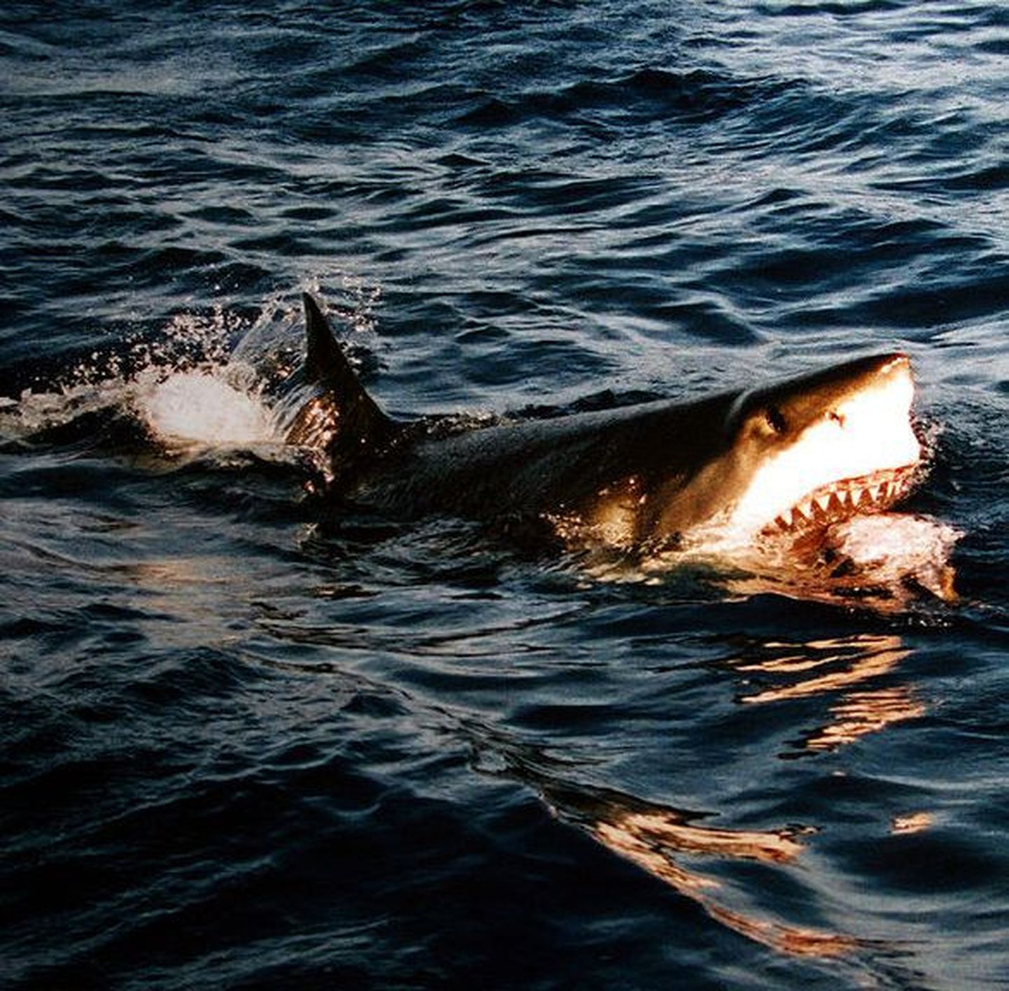 Teadlased: hai on lõvist viletsam hammustaja
