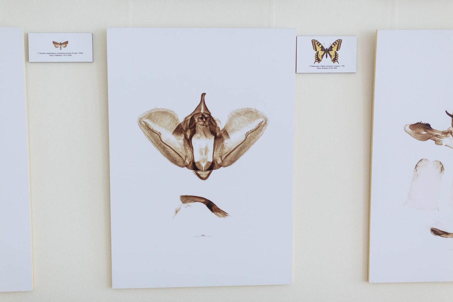 Näitus Liblikate armulukud Valga muuseumis. Näha saab mikroskoobi all tehtud fotosid liblikate armulukkudest ja –võtmetest ehk emas- ja isasliblikate genitaalidest. 