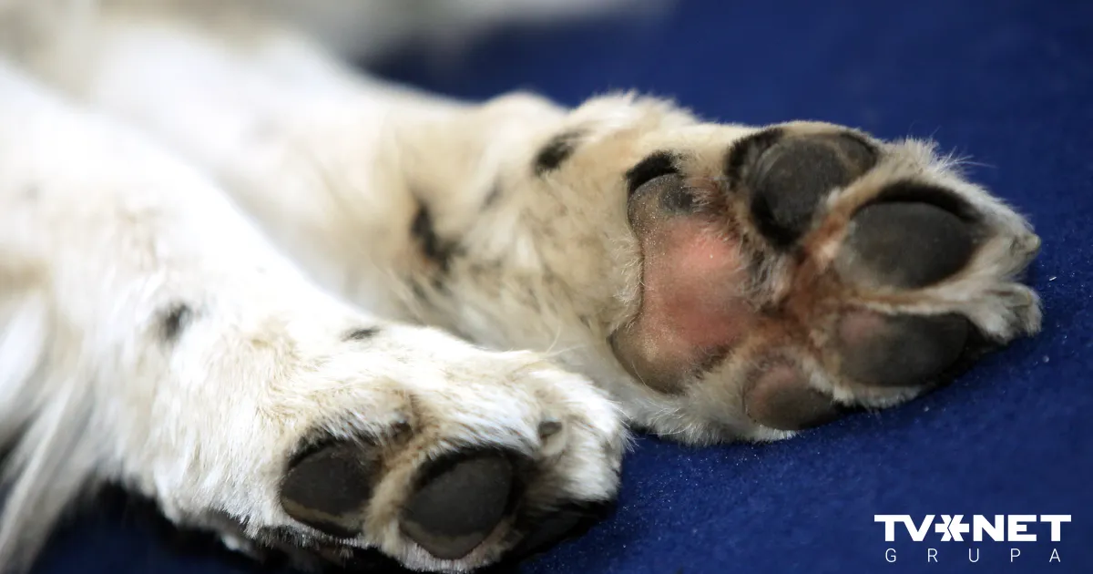 Sparkle the Dog Saves Lives in Ukraine