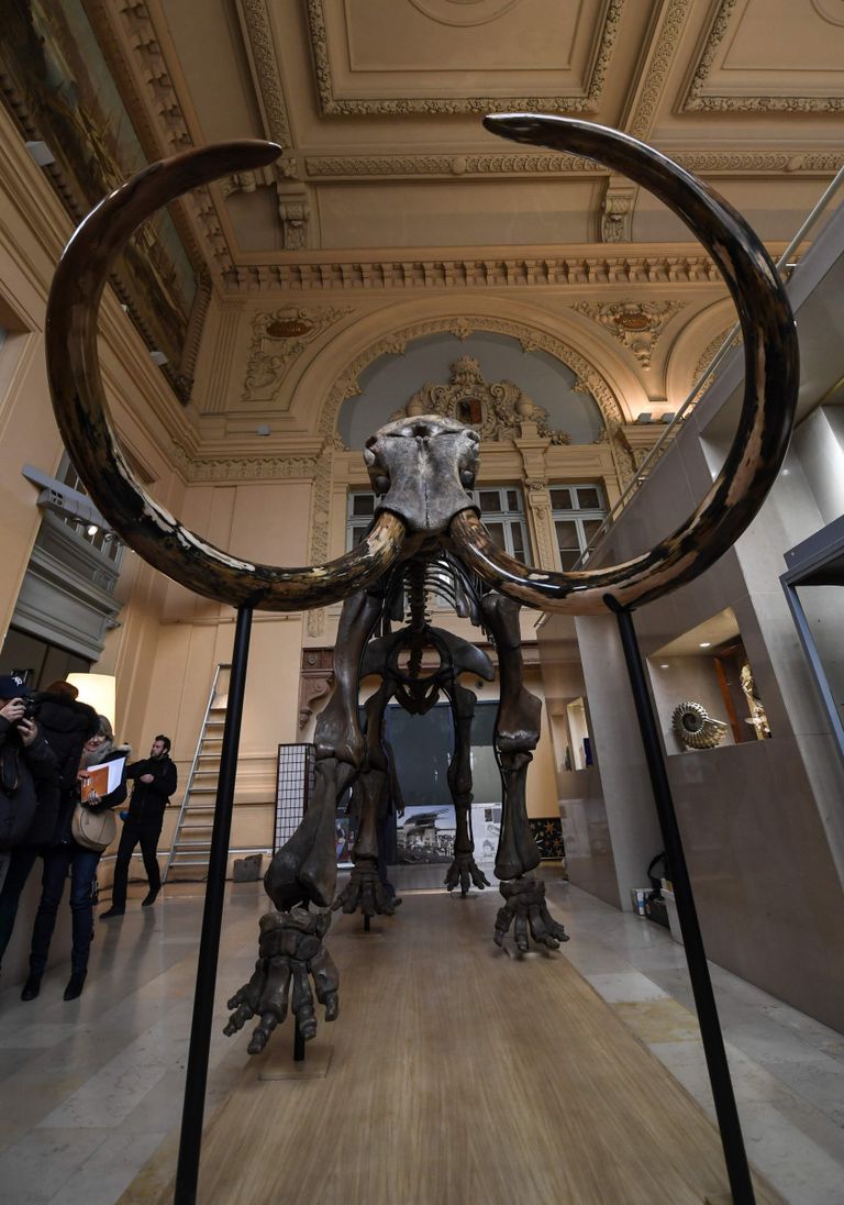 Prantsusmaal Lyonis oksjonil müüdud mammutiskelett