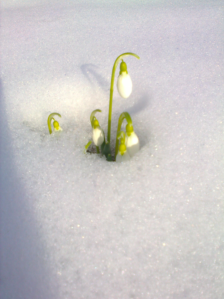  Lumikellukesed kasvavad ka Võru vallas Navi külas. Foto: Maris Rannamägi.