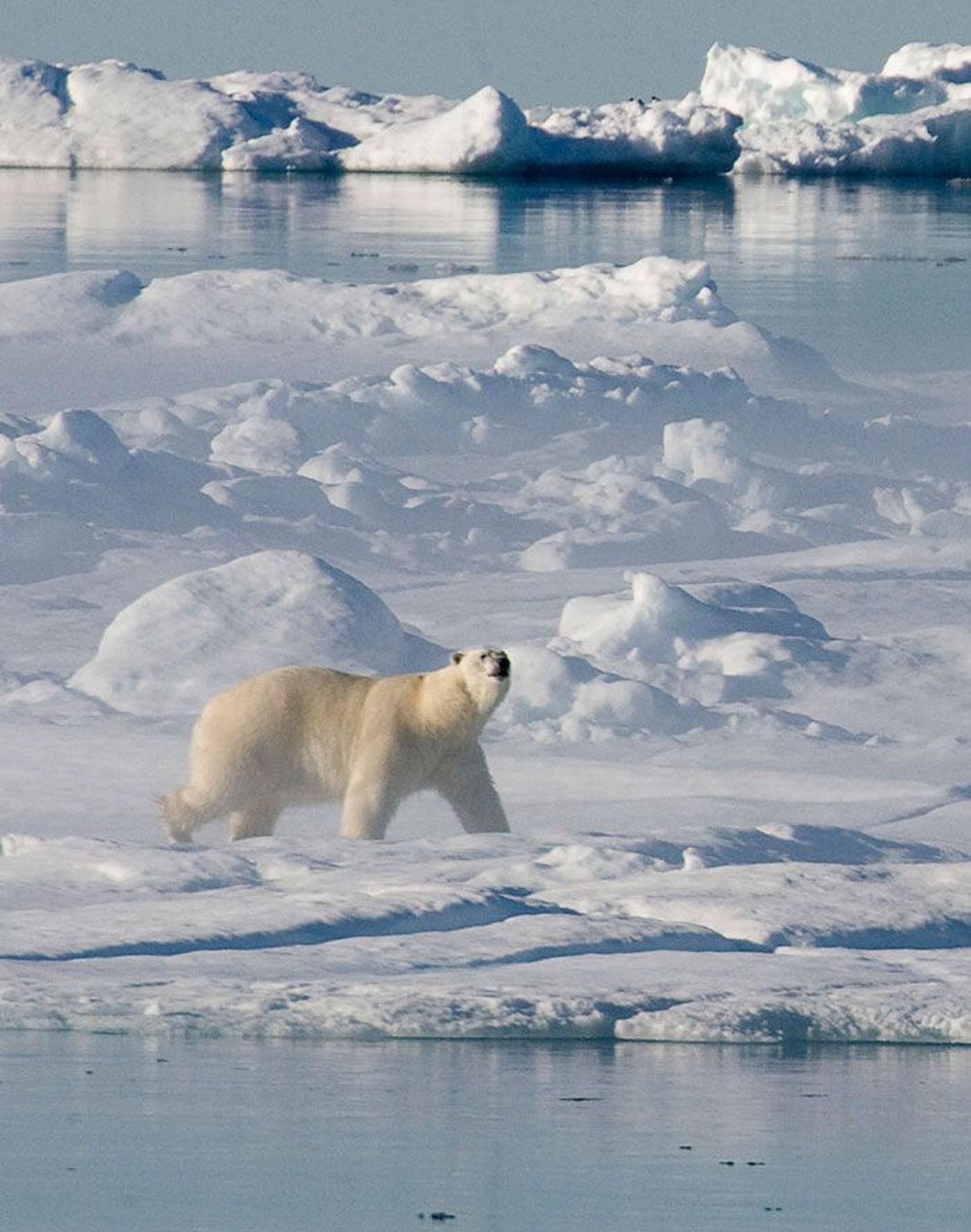 Antarktika jääkilbi mõõtmed on kogu usaldusväärse mõõtmisajaloo väikseimad ning see seab ohtu ka jääkarud, kes peavad ellujäämiseks elupaika vahetama.
