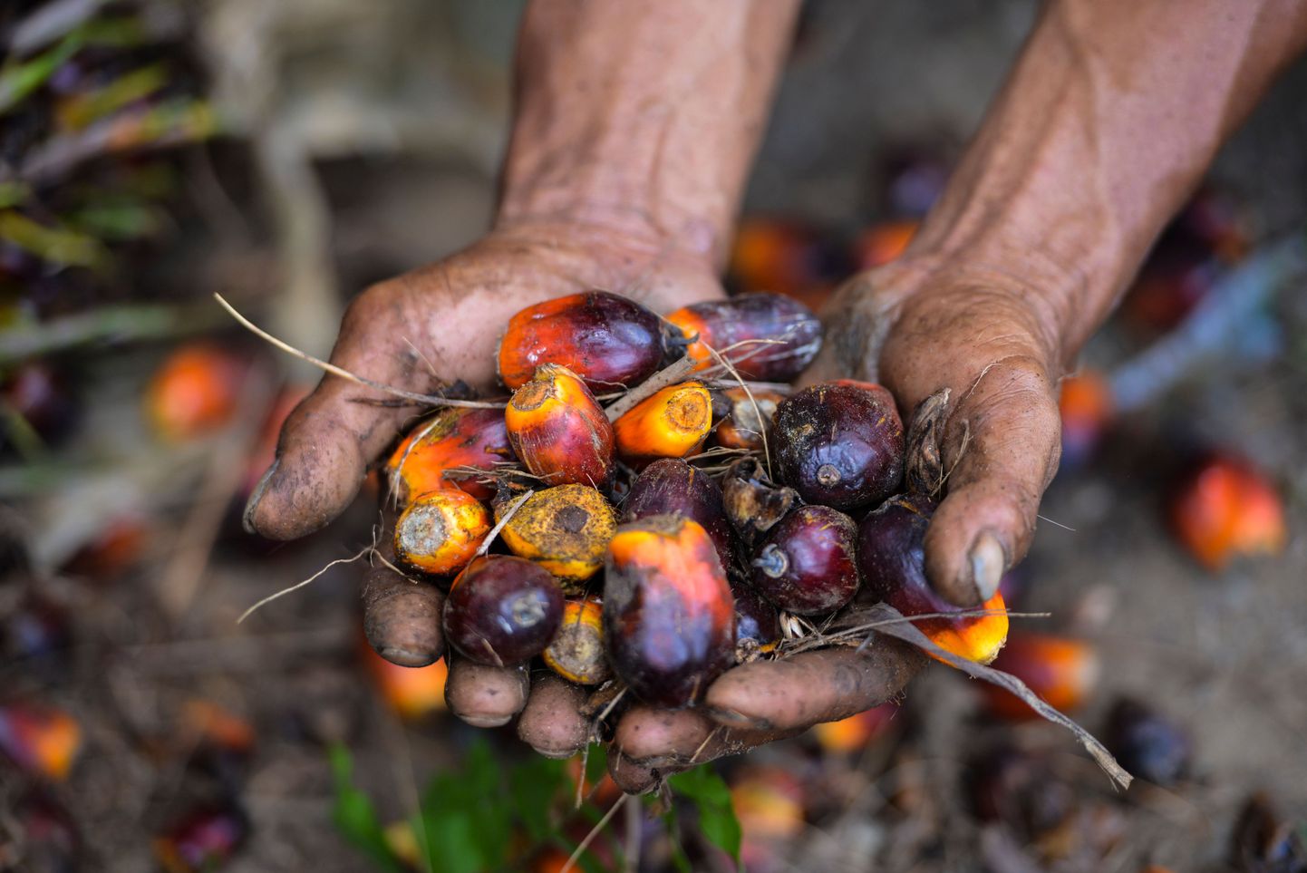 Palmiõli vilja hoidev töötaja, Indoneesia.