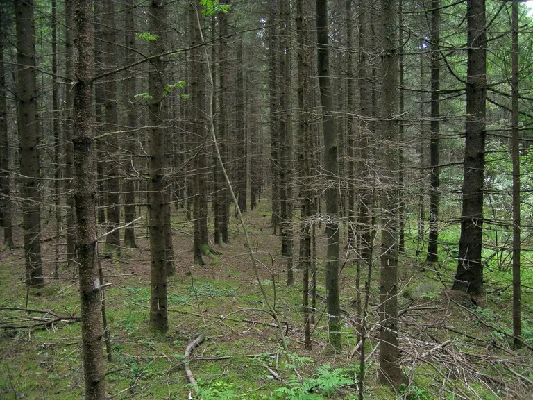 Puupõld Vallamäel Haanjas.