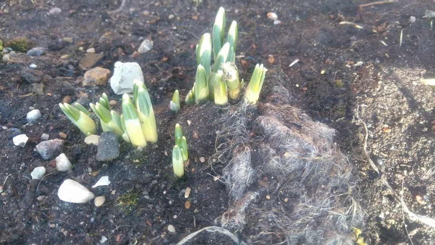 Pärnus Papsaare külas ajavad lumikellukesed nina maa seest välja.