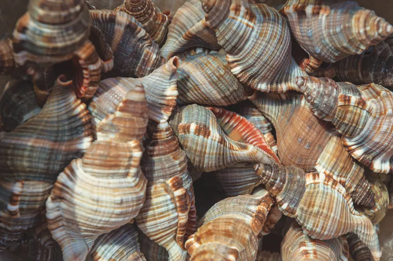 Molluskid. Pilt on illustreeriv