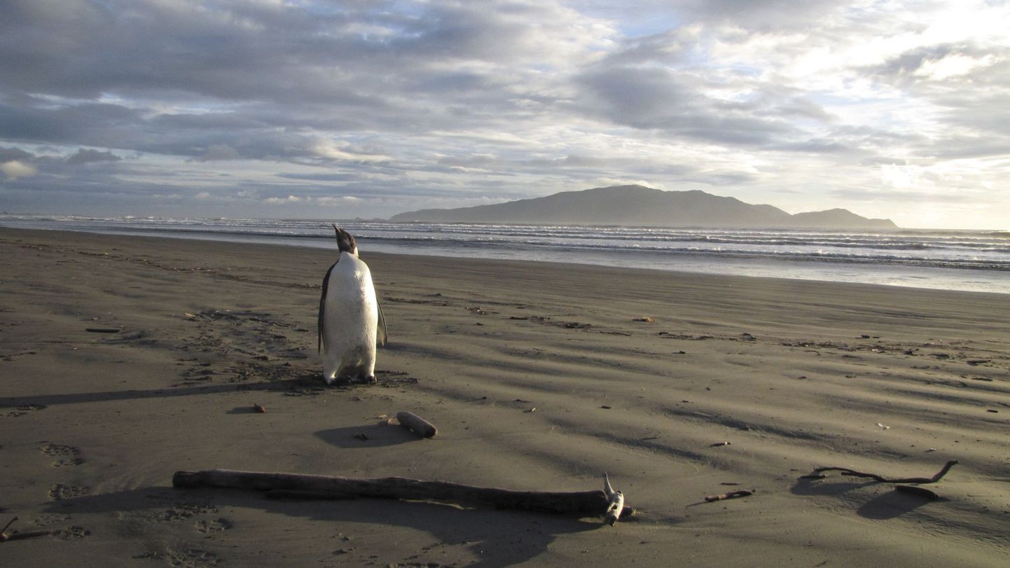 Noor keiserpingviin jõudis kodust 3000 kilomeetri kaugusele