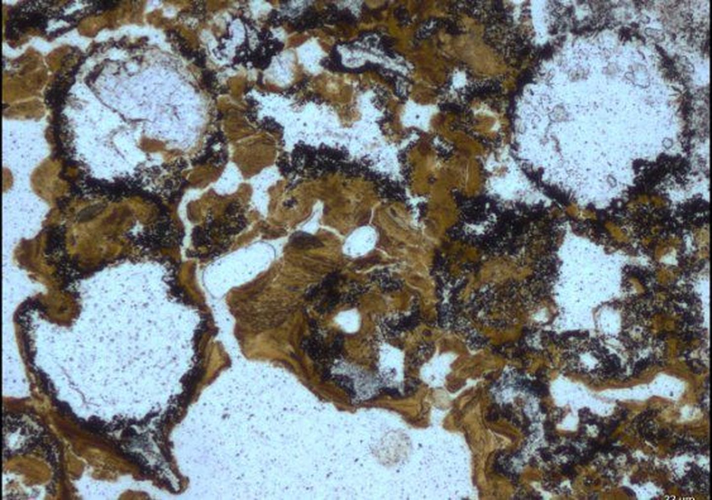 Lääne-Austraalia kivistisi uurinud teadlased on leidnud elu jälgi 3,5 miljardi aasta eest vulisenud kuumaveeallikatest.