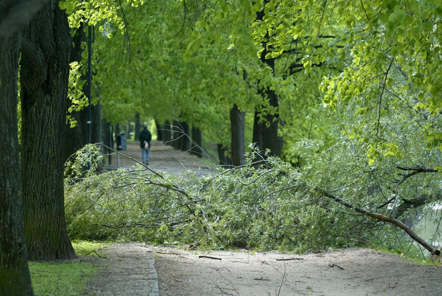 Murdunud puu. Foto on illustreeriv.