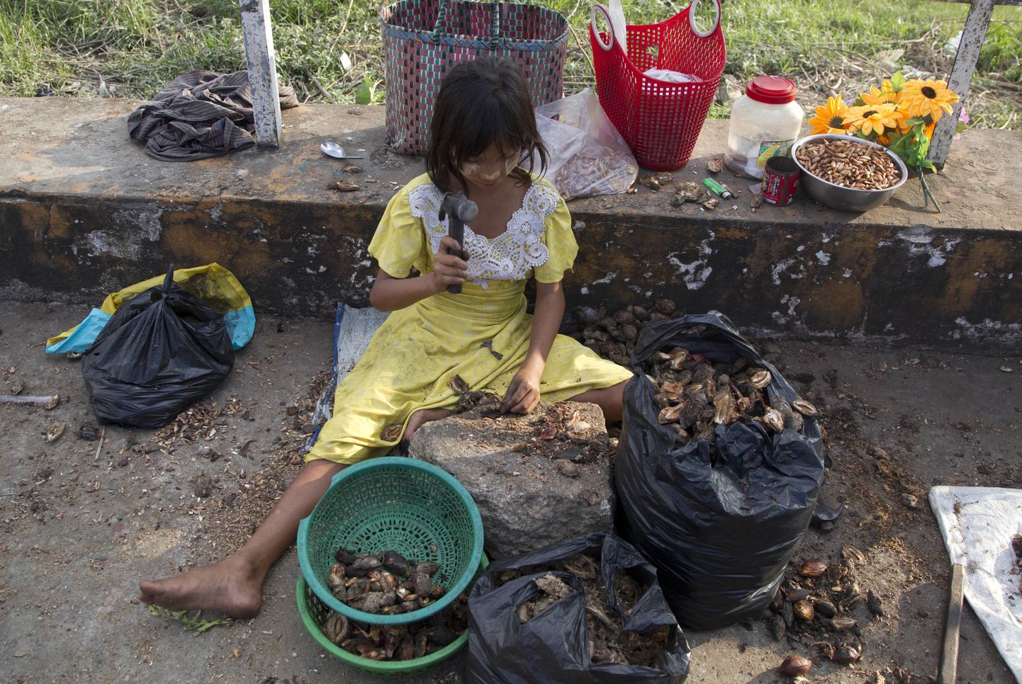 Tüdruk Yangoni tänaval Myanmaris püüab haamriga saada kestast kätte seemneid, mida müüa inimestele näksimiseks.