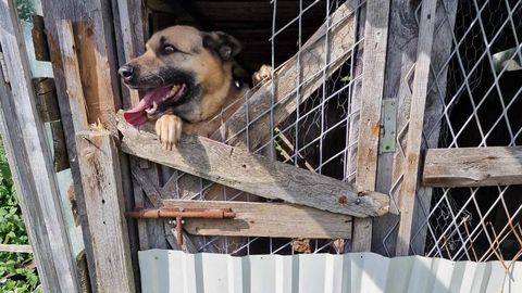 ФОТО ⟩ В Силламяэ собаку спасли из самодельного «гроба». Хозяйка проблем не видела