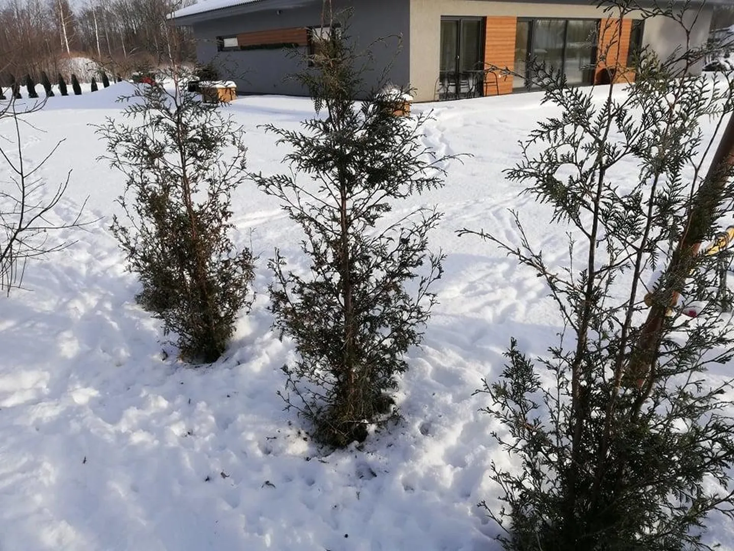 Metskitsed närivad elupuud keskelt paljaks ja kui soovite kiiresti ilusat hekki, siis pole muud parata, kui uued puud istutada, sest taastumine võtab väga kaua aega.