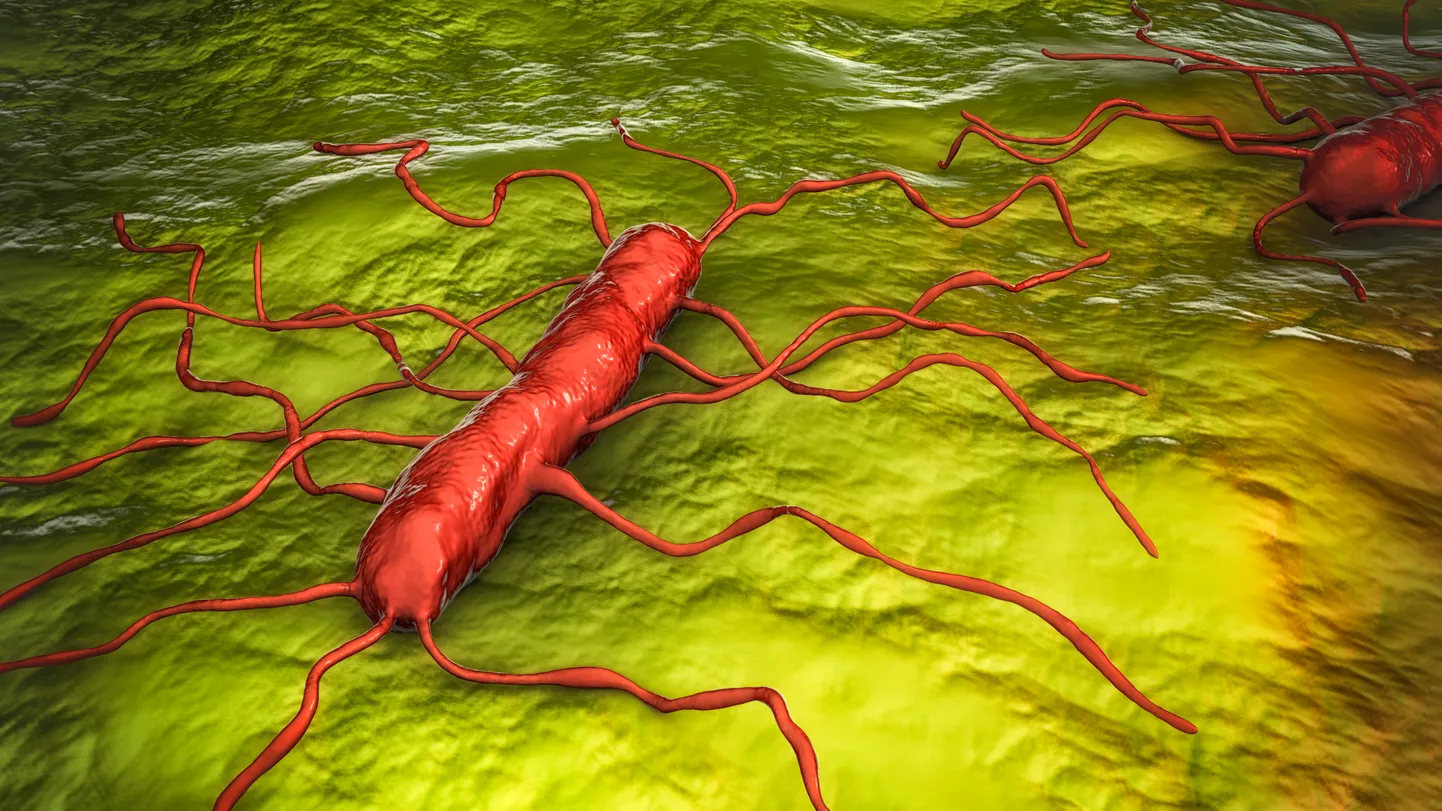 Listerioosi tekitav bakter Listeria monocytogenes.