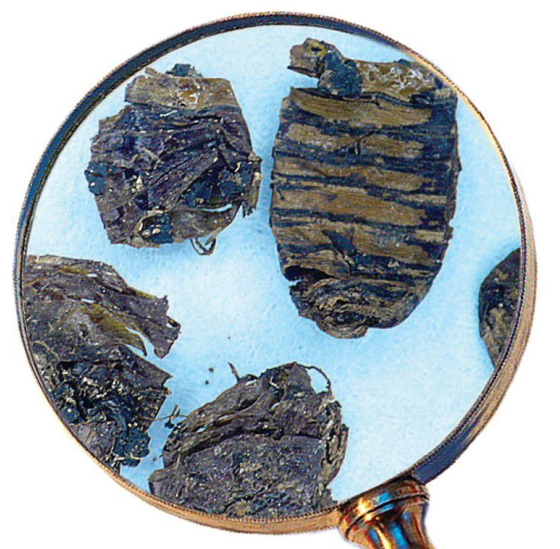 800 aasta vanused kärbsenukkude säilmed pildistatuna mikroskoobi all.