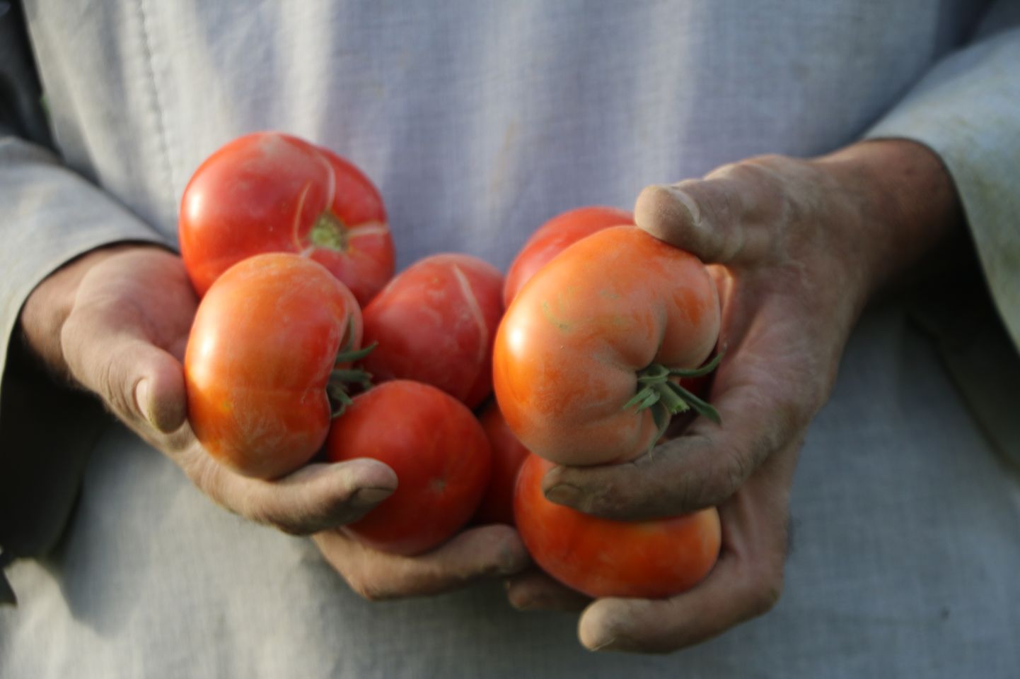 Tomatid on Indias järsult kallinenud