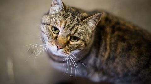 Ida-Virumaal päästeti loomulikus õudusmajas elanud kass