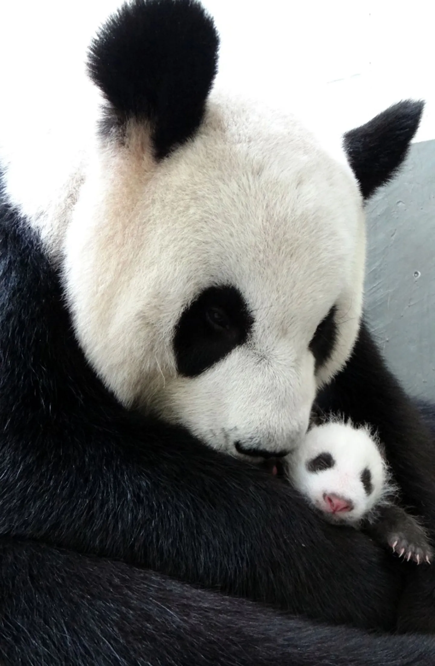 Pandaema Yuan Yuan kaisutab oma beebit.