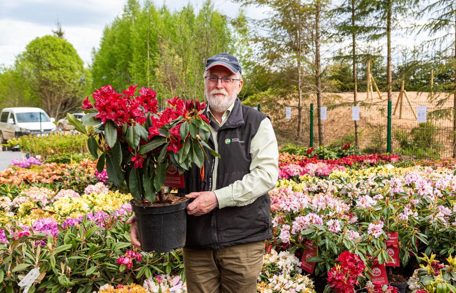 Inkarho rododendronit «Matador» käes hoidev dendroloog Urmas Roht ütleb, et erinevalt tavarododest ei vaja see kasvuks haput mulda – neile sobib igasugune tavaline aiamuld.