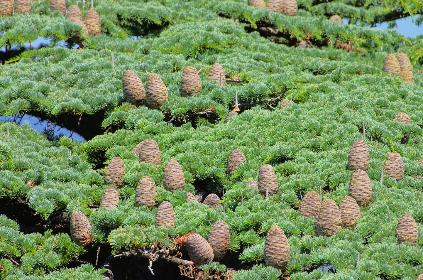 Seedripuu