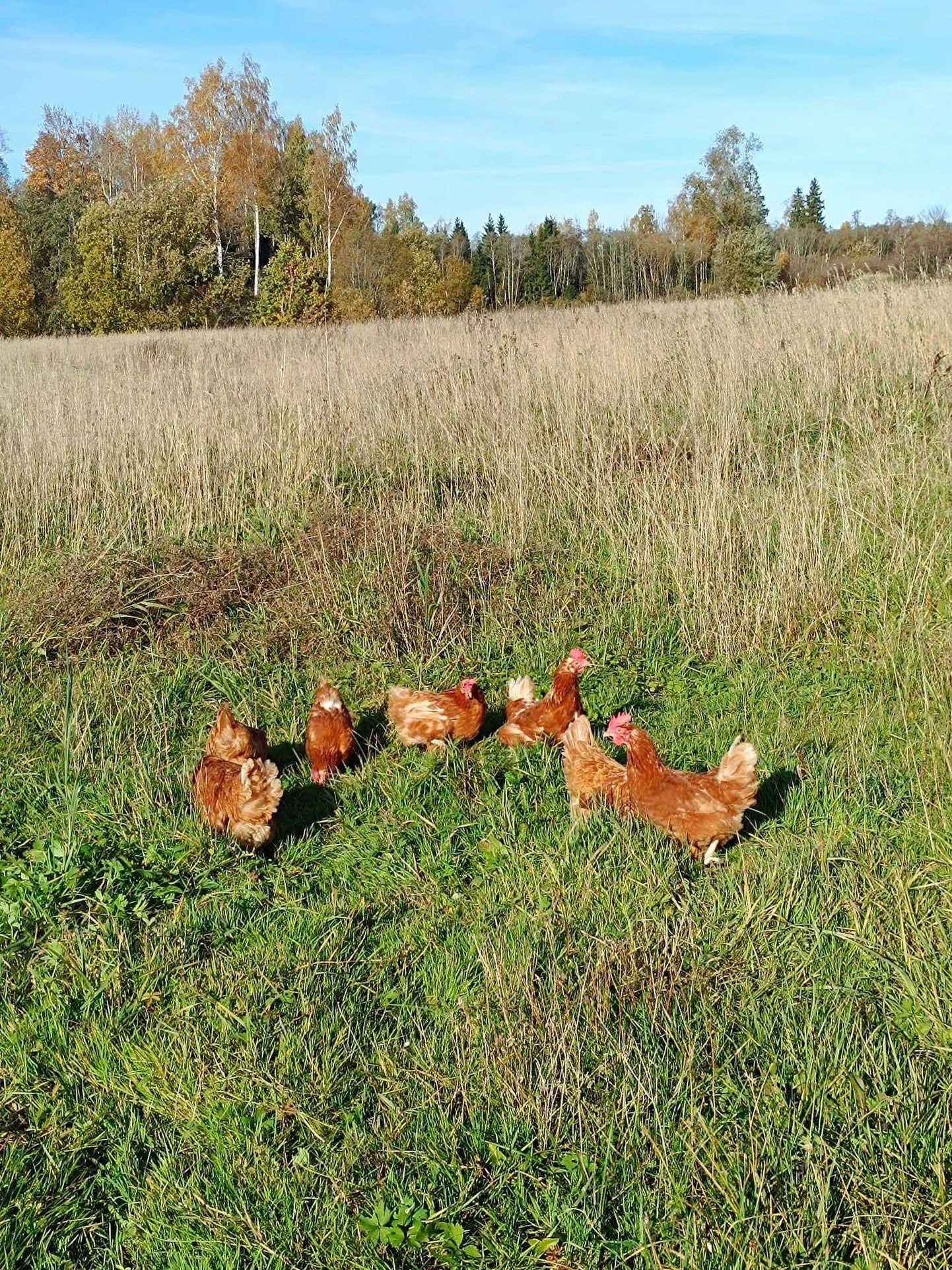 Фото статьи