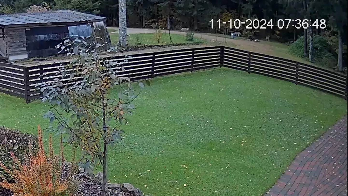 Viljandi külje all paikneva Rahetsema küla elaniku valvekaamera salvestas, kuidas neli hunti aia taga luusivad.
