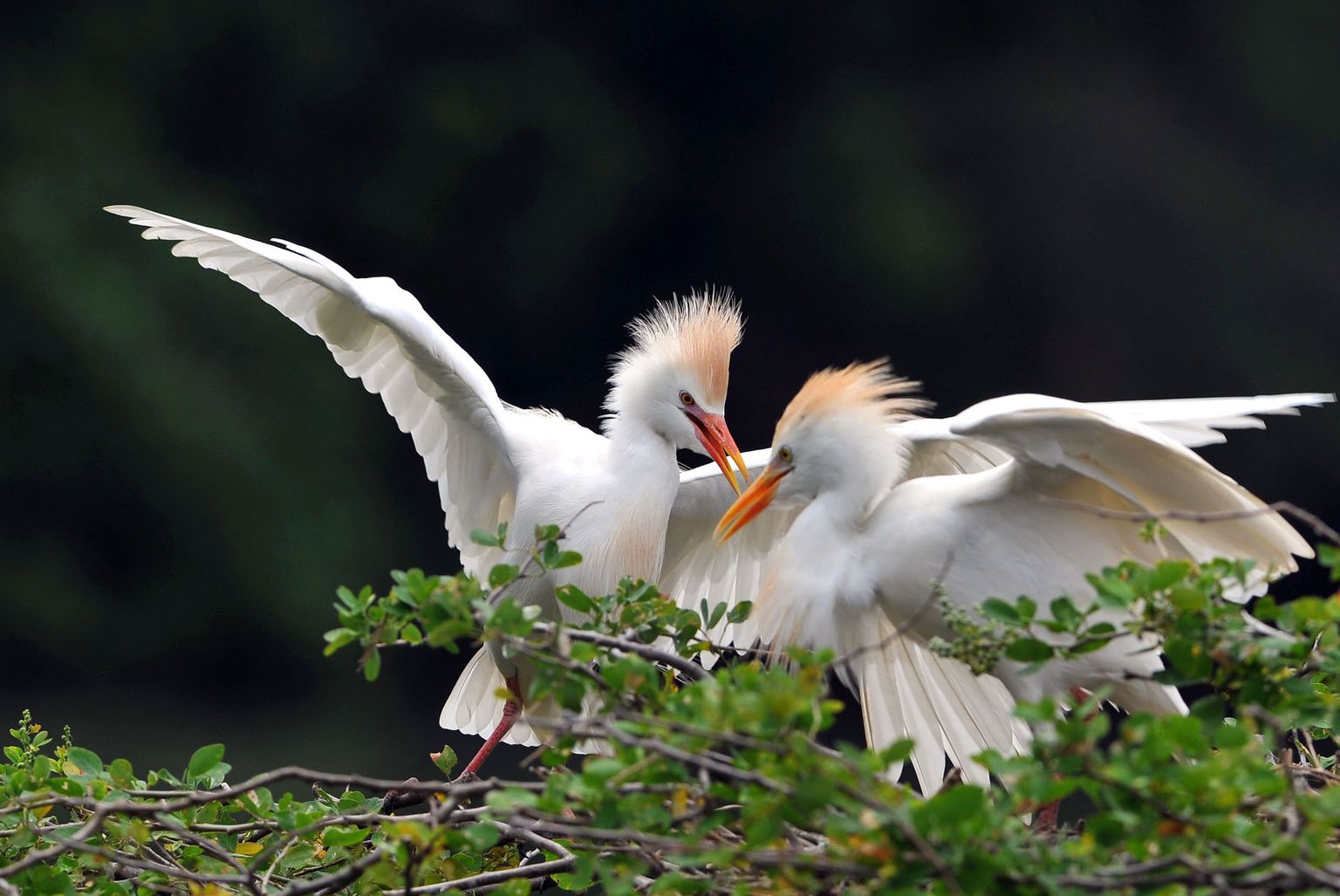 Veisehaigur (Bubulcus ibis).