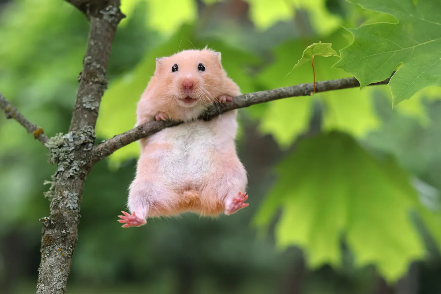 Raksta foto