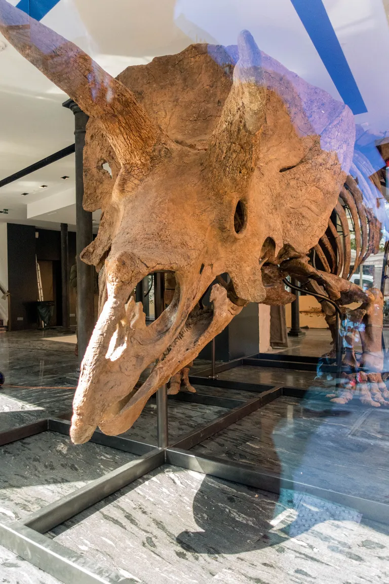 Tritseeratops Big John, skelett pannakse 21. oktoobril Pariisis oksjonile