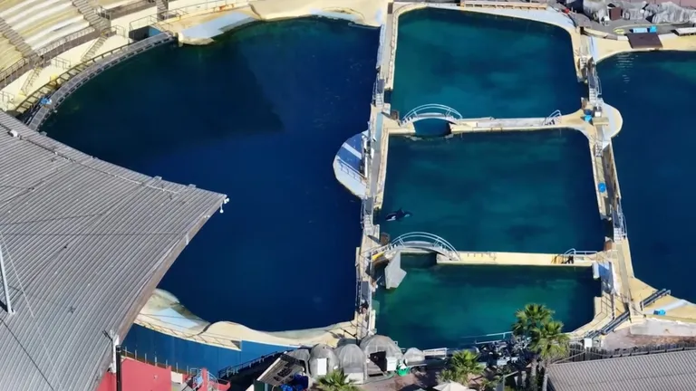 Pärast Marineland Antibes'i sulgemist 5. jaanuaril, mis tulenes Prantsusmaal 2021. aastal kehtestatud vaalaliste etenduste keelust, jäid 23-aastane mõõkvaal Wikie ja tema 11-aastane poeg Keijo jäänud koos 12 delfiiniga pargi basseinidesse unarusse.