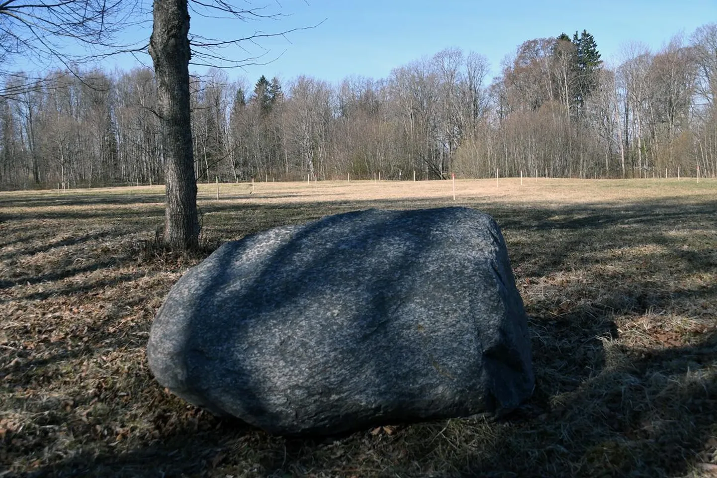 Tammede istutuskohad on Ojakalda pargis märgistatud kepikestega.