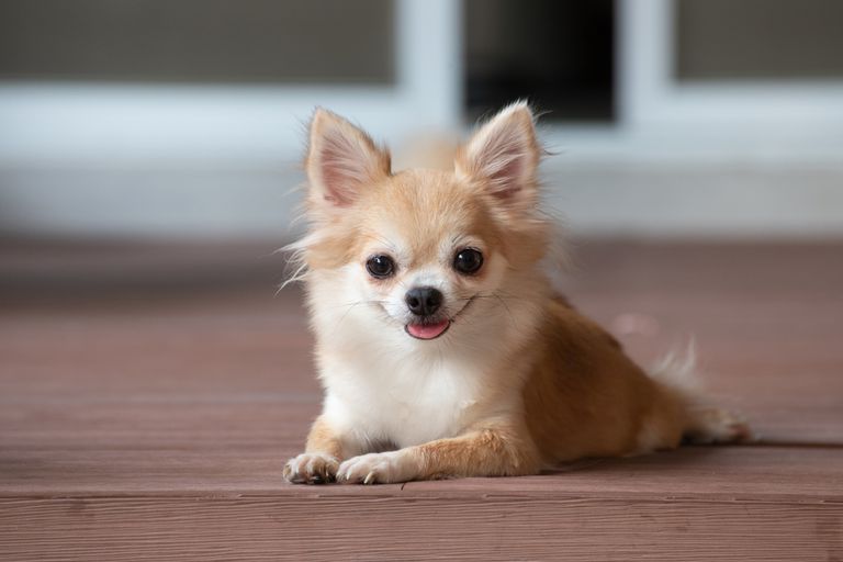 Chihuahua.
