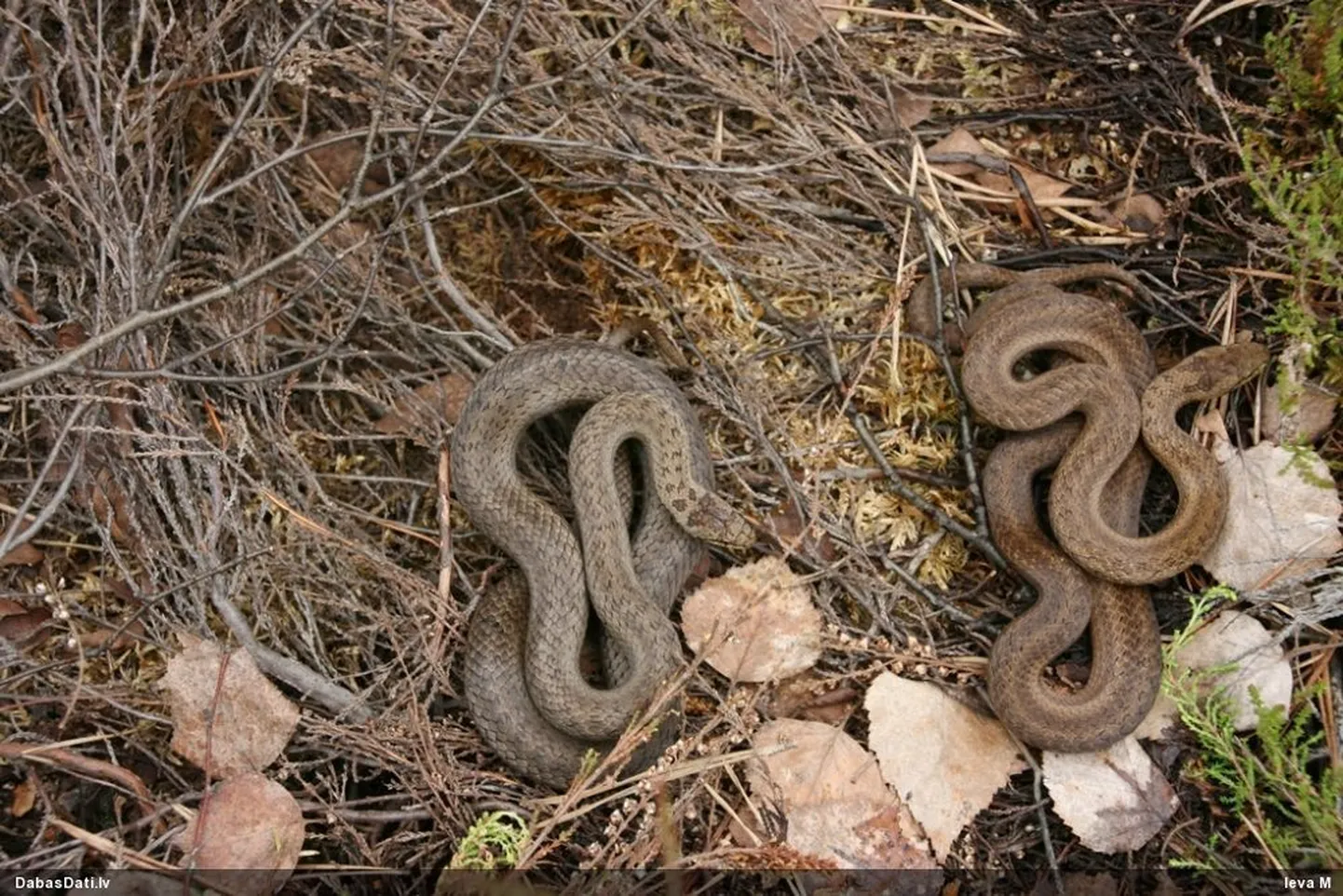 Gludenā čūska.