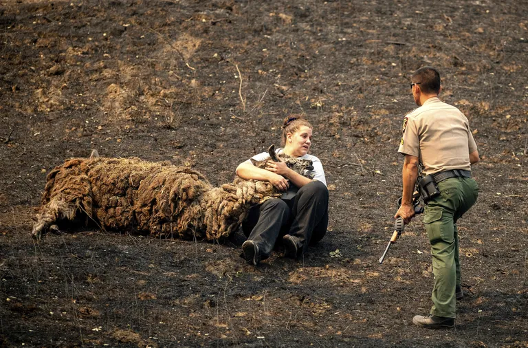 Veterinaar Brianna Jeter kallistamas põlengus vigastada saanud laamat, pildil on ka politseinik Dae Kim.