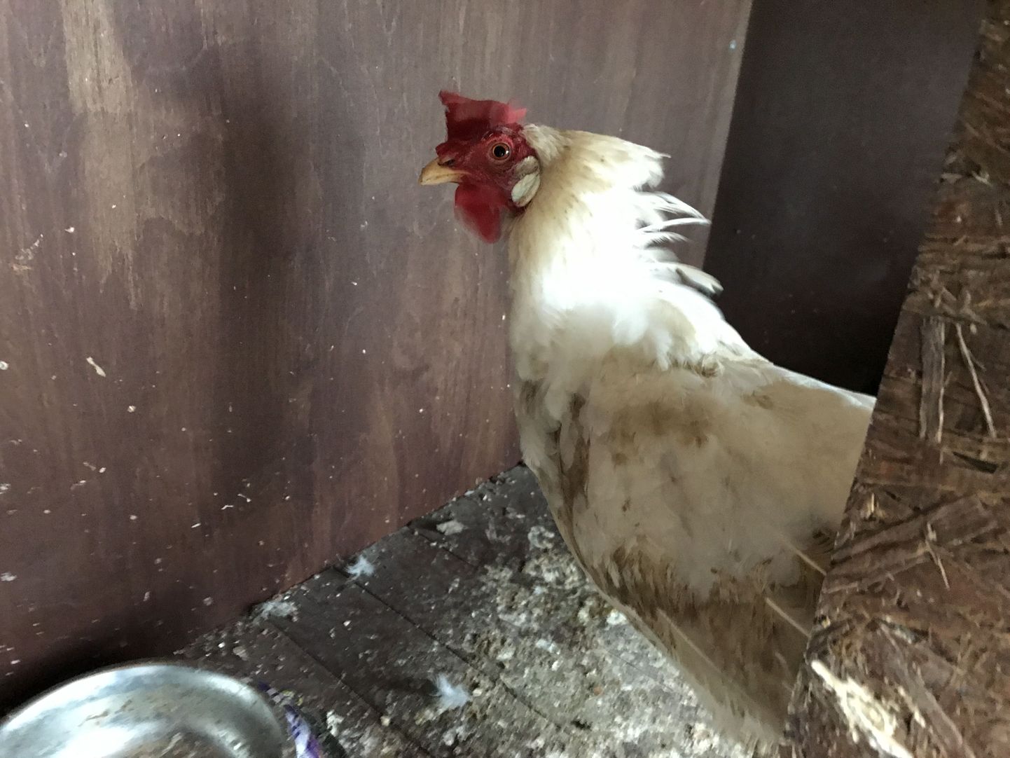 Paljassare loomade varjupaigas kodu ootav kana