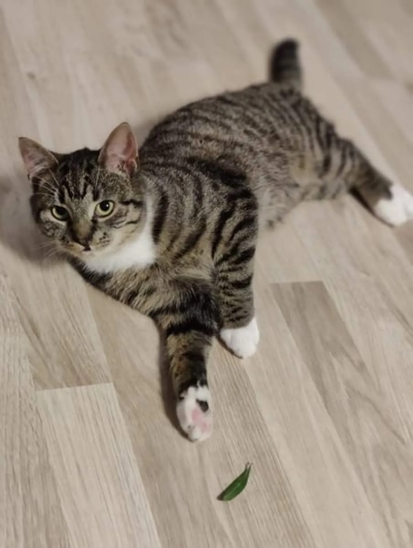 Feline