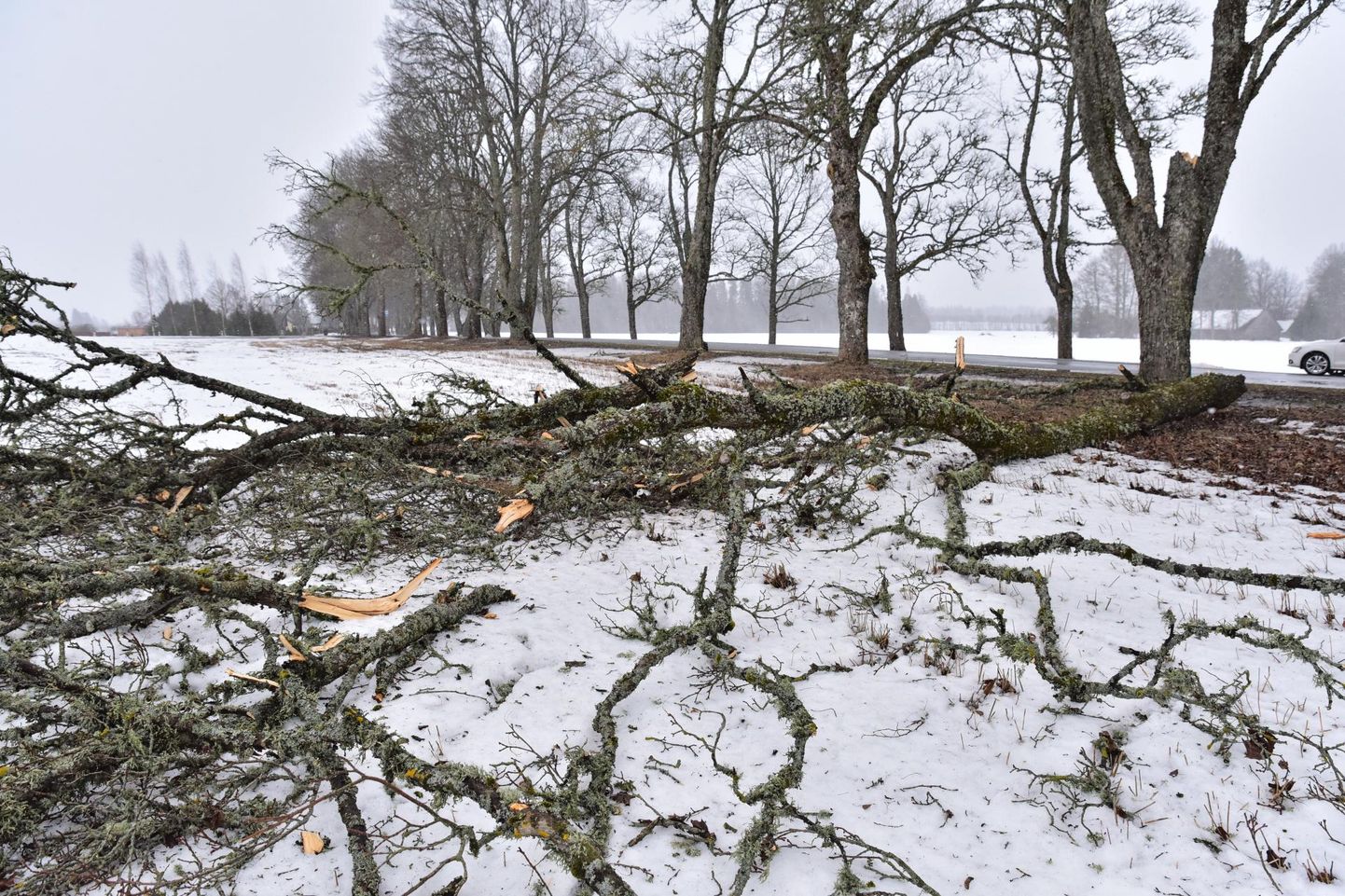 Mitmel pool maakonnas langes maha suuri puid.