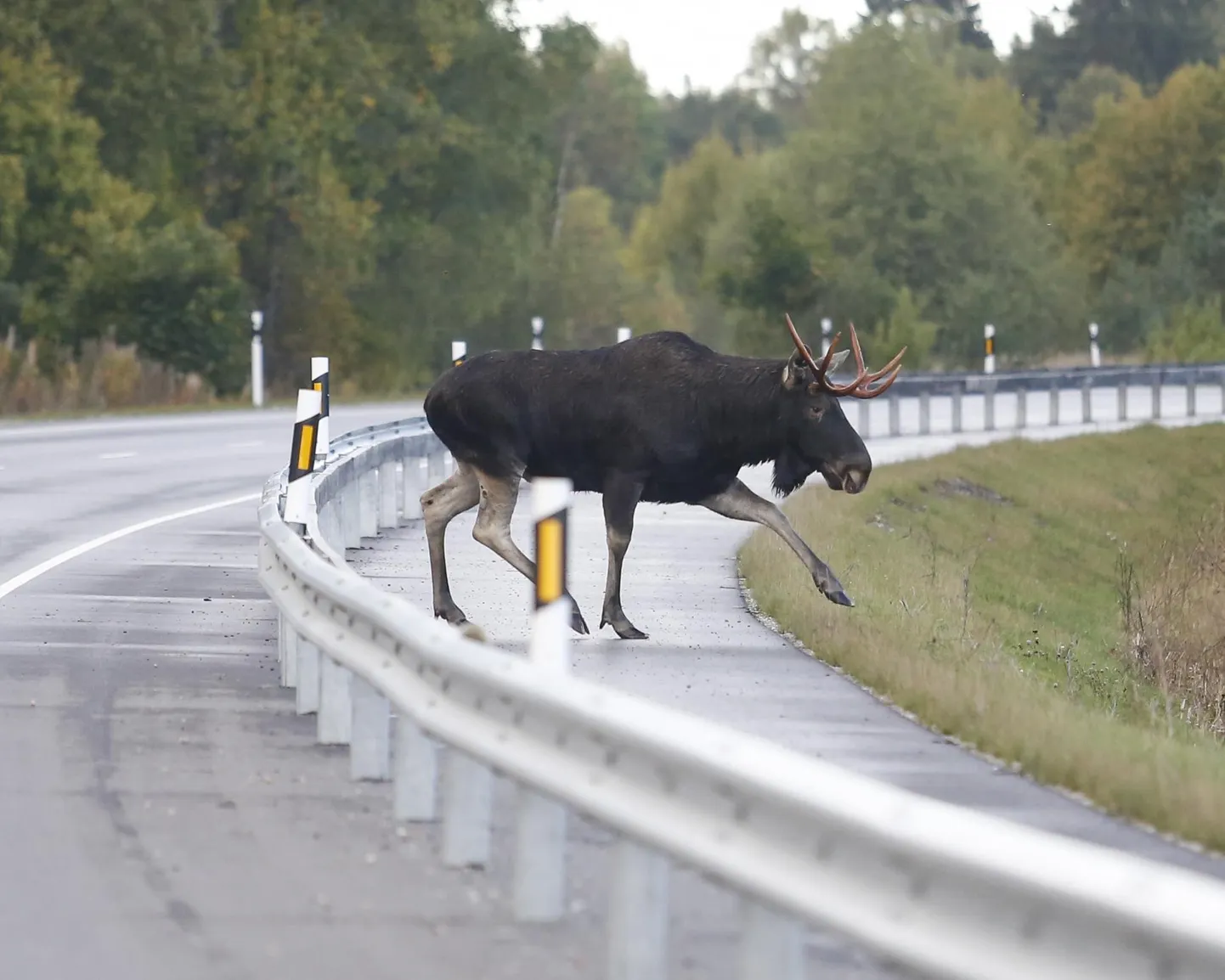 Põder, Eesti suurim imetaja, on 2025. aasta loom.