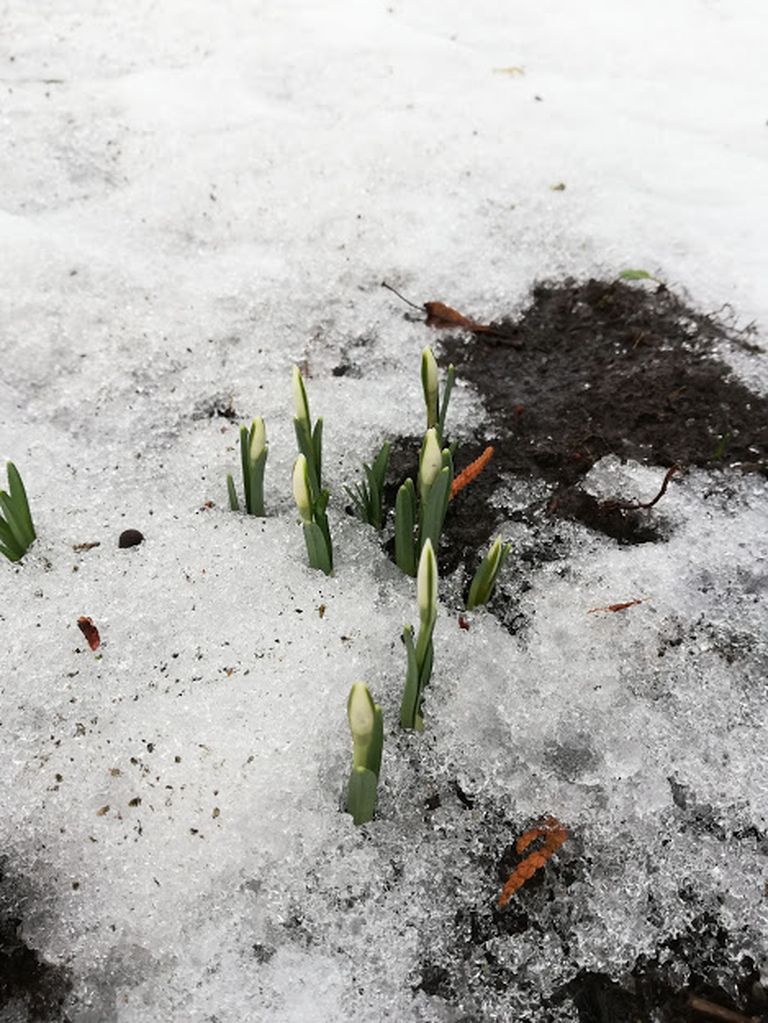 Esimesed lumikellukesed Järvamaal veebruaris 2019