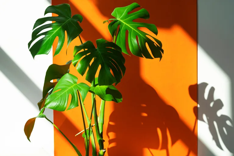 Monstera Deliciosa