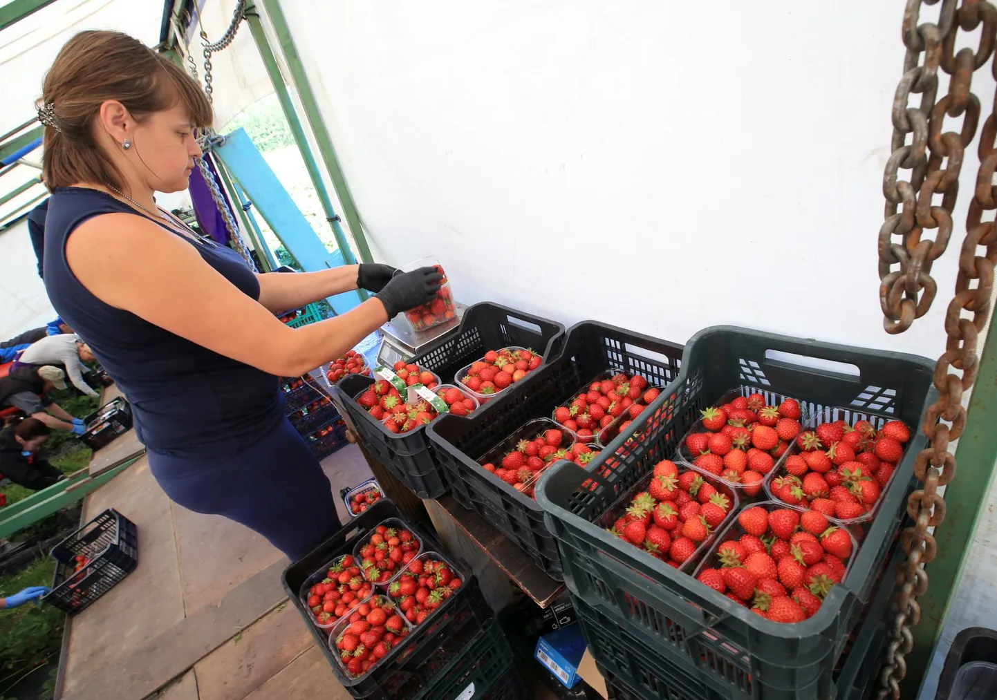 Laari talu töödejuhataja Nataliia Senchyshena Ukrainast korjatud maasikaid üle vaatamas.