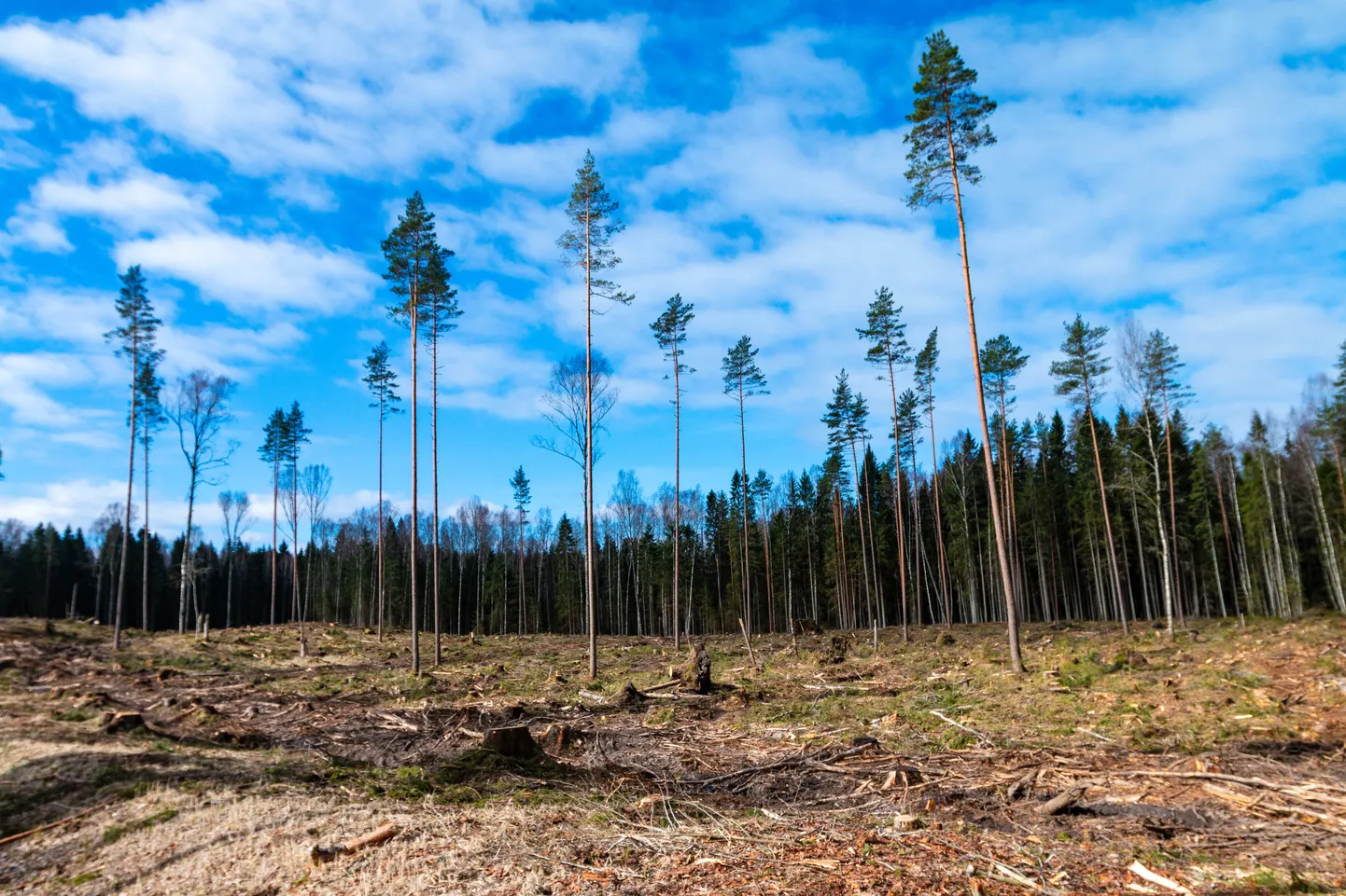 Lageraie on viimasel kümnendil Eestis väga levinud.