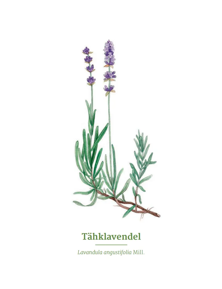 Lavendel
