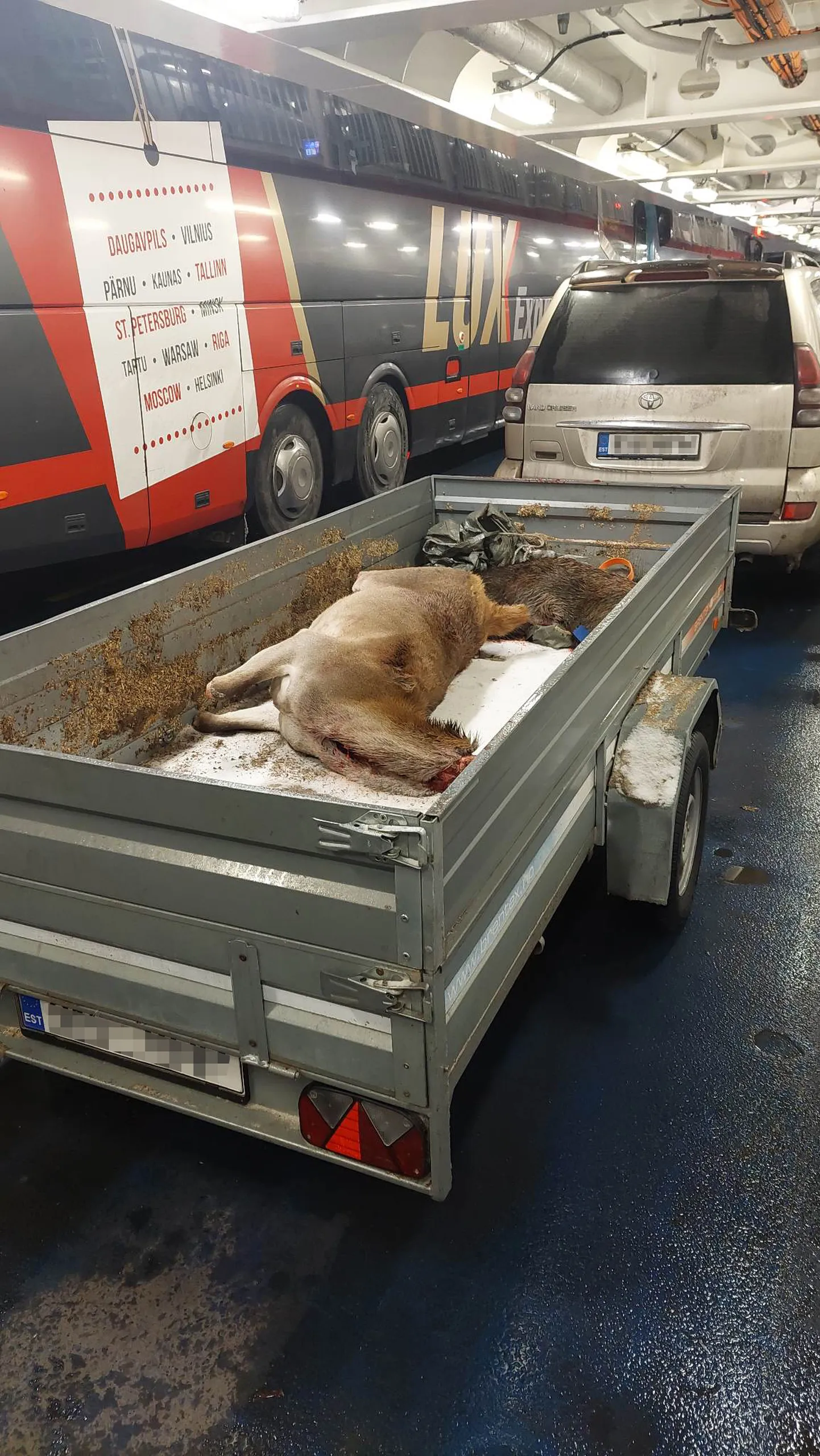 Järelkäru katmata ulukitega parvlaeval.