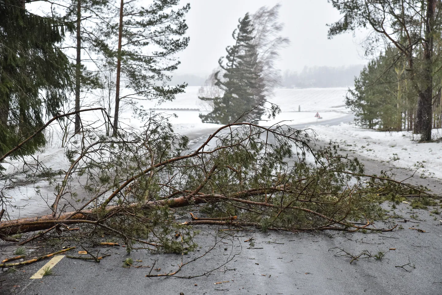 Tugeva tuulega võib murduda puid.