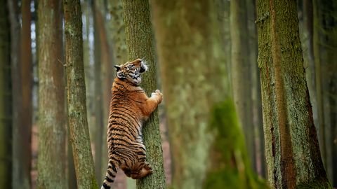 Colorado loomaaias hukkus traagilises õnnetuses looduskaitsealune tiiger