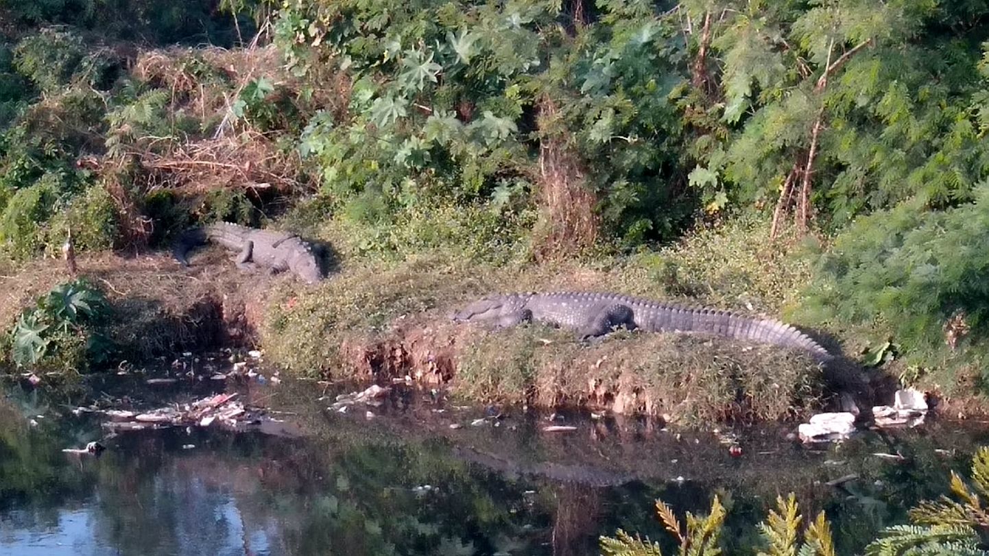 Krokodillid jõe kaldas Indias Madhya Pradeshi osariigis. Foto on illustratiivne.