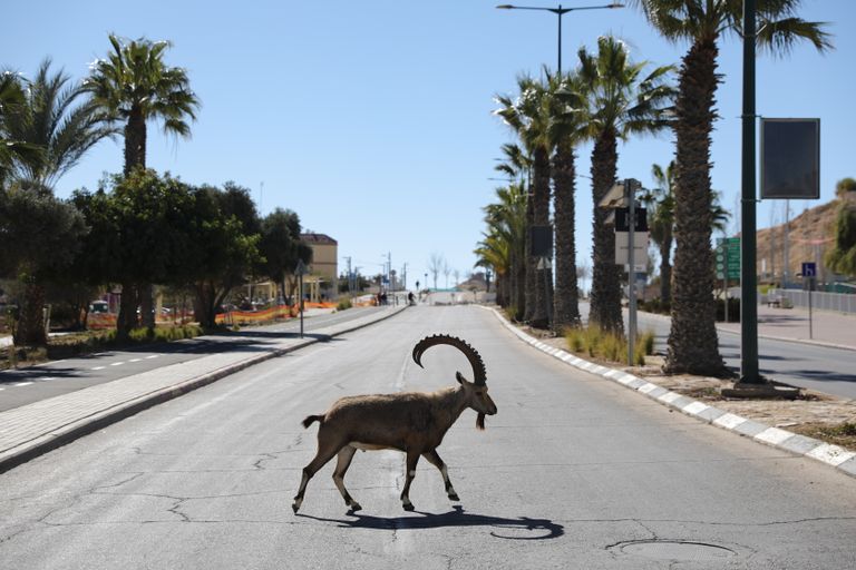 Дикий козел на улице Израиля.