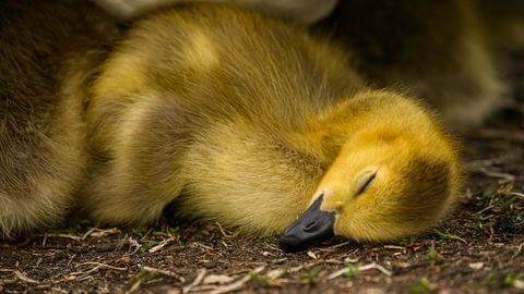 Neārstējama diagnoze, bet neizmērojama mīlestība: mazā Kaspara ģimenes ikdiena