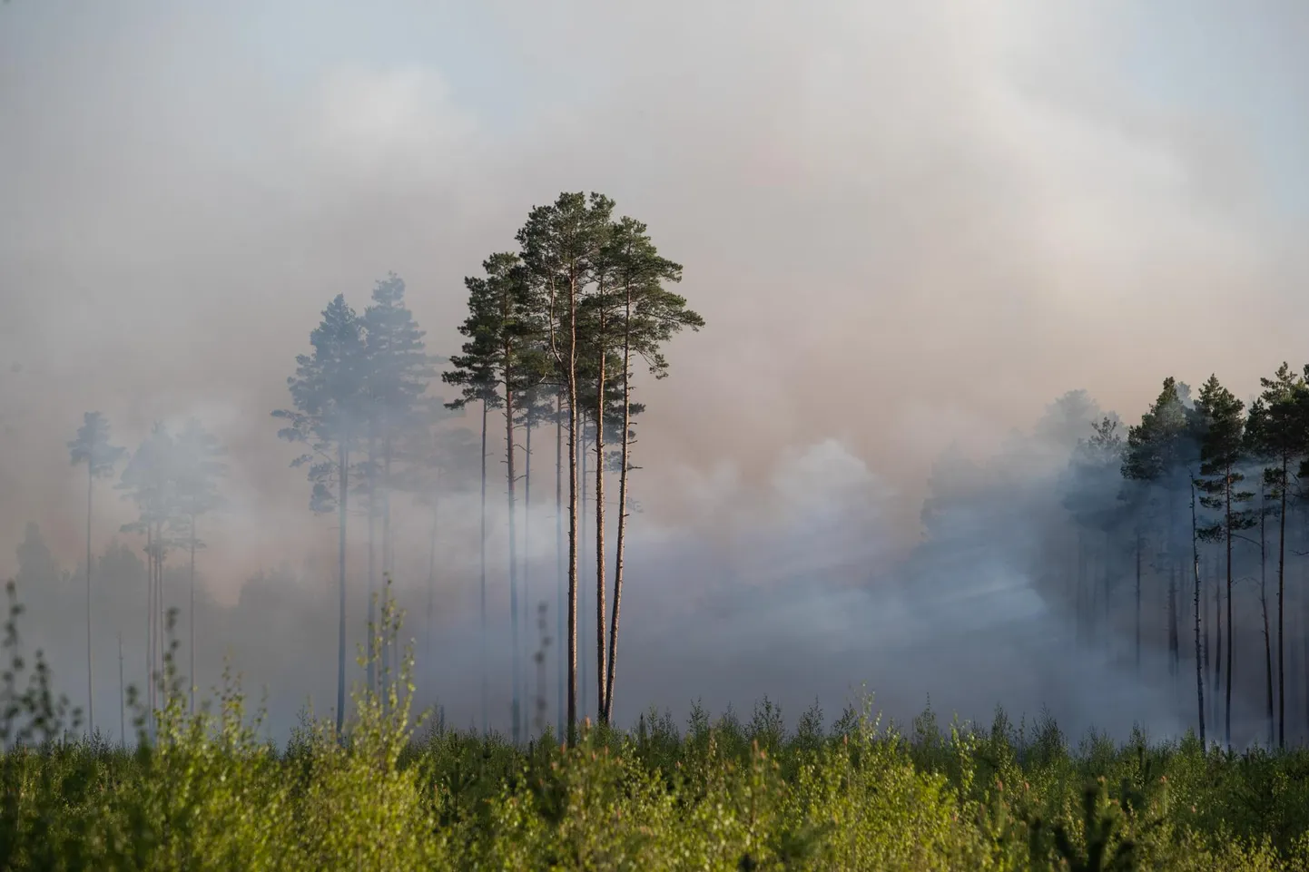 See pilt Sultsi küla metsapõlengust on tehtud 13. mail. Tulekahju puhkes mitmes kohas ja seda kustutati kolm päeva.